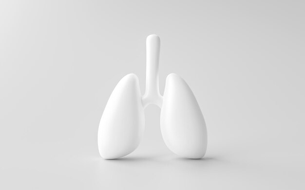 Human lung isolated on white health anatomy chest body section 3d background with medical respiratory biology organ healthy care or pulmonary internal breathe system and xray respiration treatment