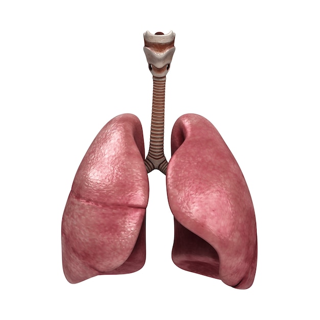 Human lungs and trachea. 3d render