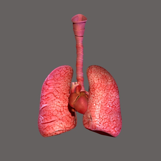 Photo human lungs with trachea anatomy for medical concept 3d illustration