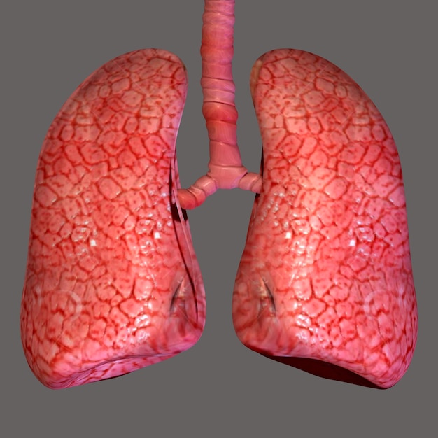 Foto polmoni umani con anatomia della trachea per il concetto medico illustrazione 3d