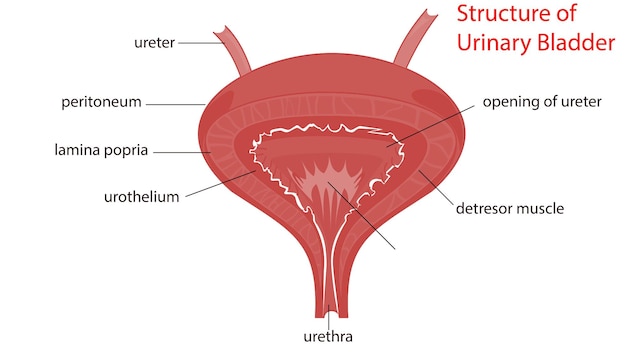 Foto anatomia della pelle umana maschile illustrazione 3d