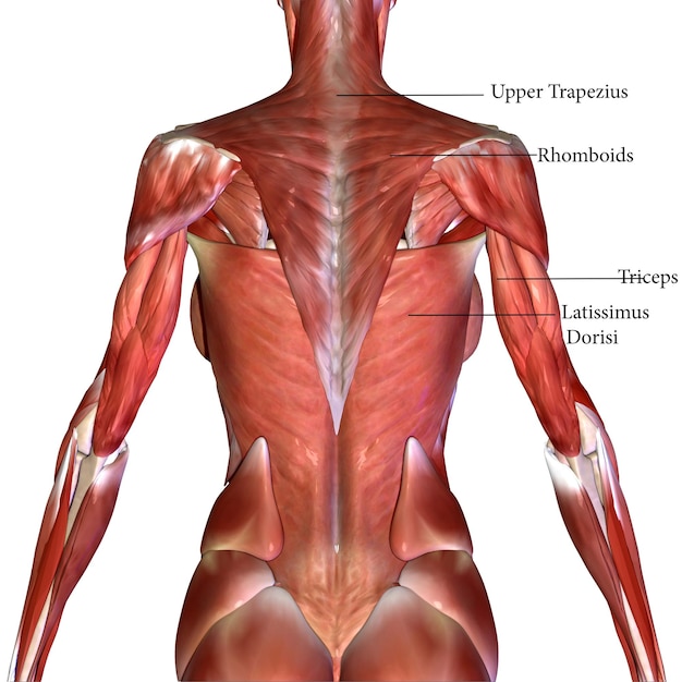 Photo human muscle anatomy 3d illustration