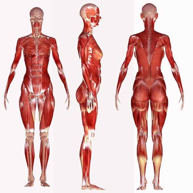 Photo human muscle anatomy 3d illustration