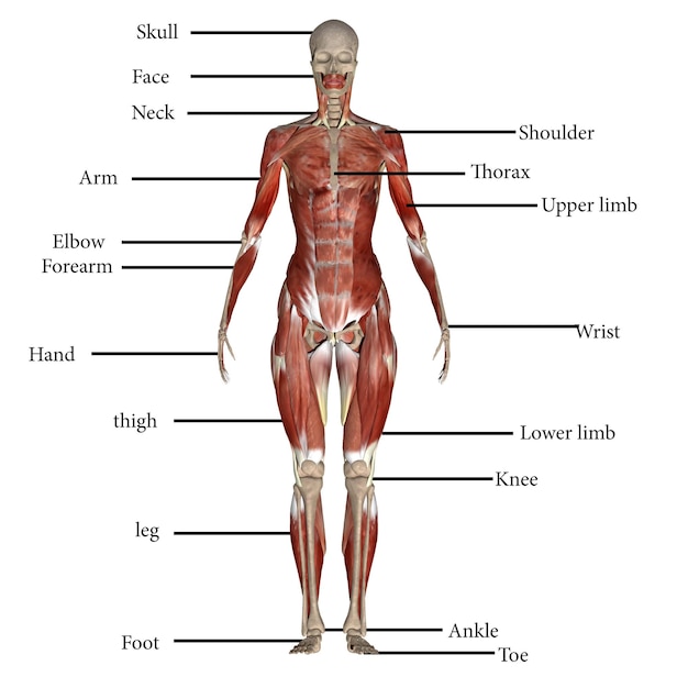 Foto anatomia muscolare umana illustrazione 3d