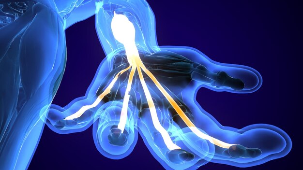 human muscle anatomy 3d illustration
