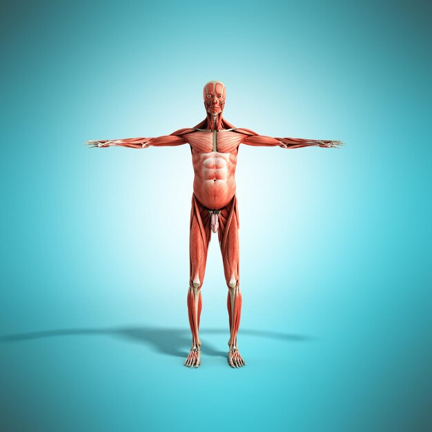 Foto anatomia muscolare umana rendering 3d sul fronte blu