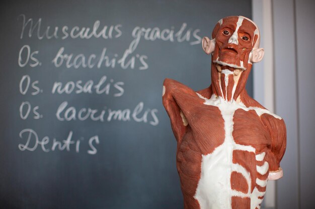 Human muscle anatomy on a mannequin