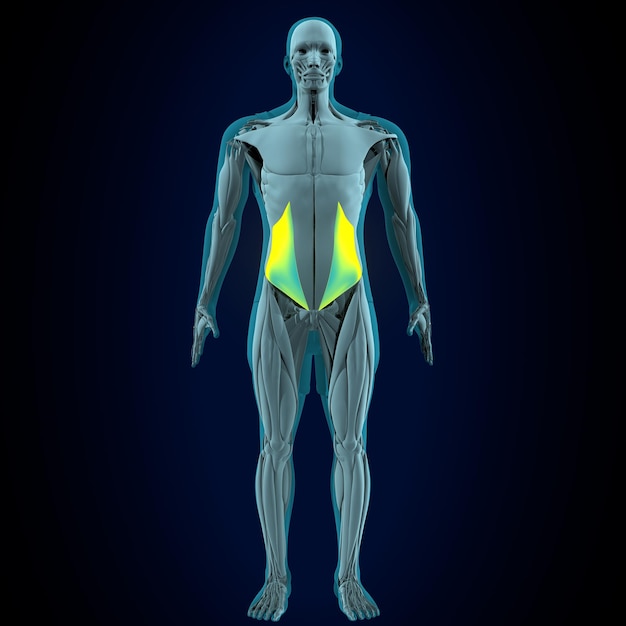 人間の筋肉解剖学システム