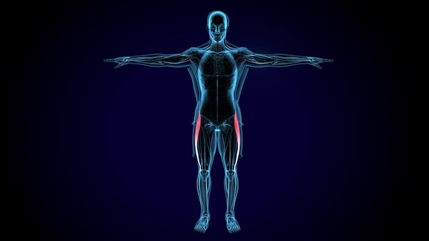 인간 근육 델토이드 트라페지우스 그라실리스와 렉투스 복부 체계 해부학 3D 일러스트레이션