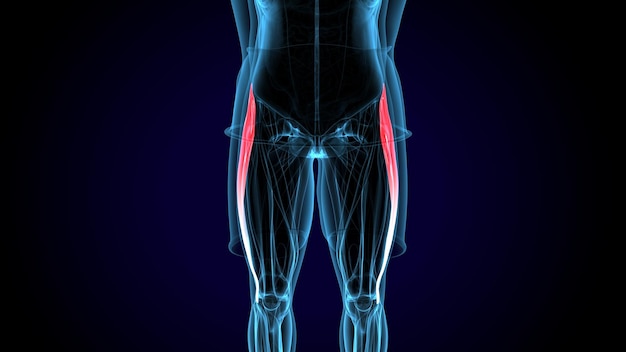 Foto muscolo umano deltoide trapeziusgracilis e retto abdominis sistema anatomico illustrazione 3d