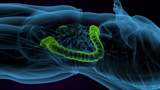 human muscle deltoidtrapeziusgracilis and rectus abdominis system anatomy 3d illustration