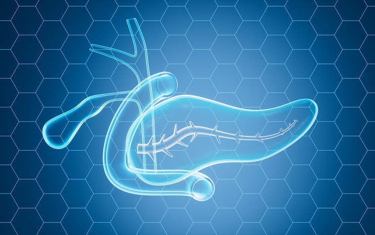 Photo human pancreas gall bladder organ model 3d rendering