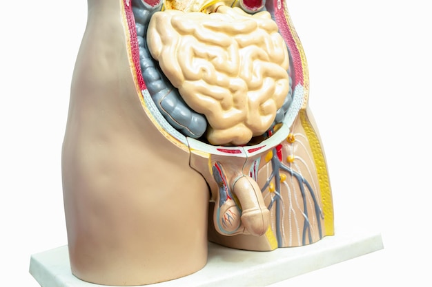 사진 남성의 장과 함께 인간의 음경 인체 모델 의학 훈련 과정 의학 교육을 가르 ⁇ 니다