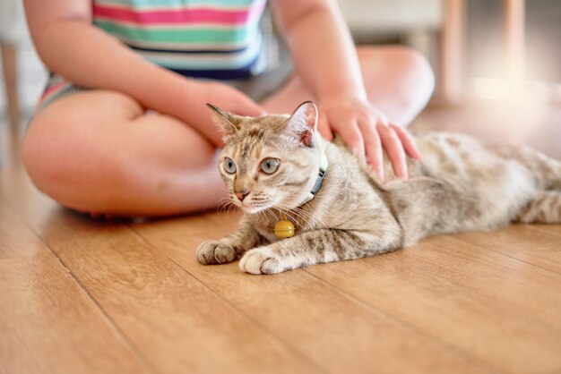 Gatto da compagnia umano sul pavimento