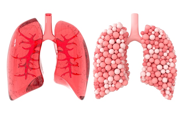 人間の呼吸器系の解剖学の概念健康な肺世界結核デー肺がんの日