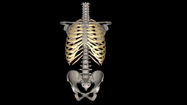 Foto le costole umane sono ossa piatte che fanno parte della gabbia toracica per aiutare a proteggere gli organi interni gli esseri umani di solito hanno 24 costole in 12 coppie