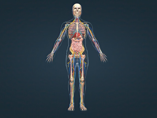 Photo human skeletal system and internal organs