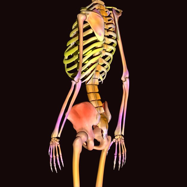 Human Skeleton Anatomy For medical concept 3D Illustration