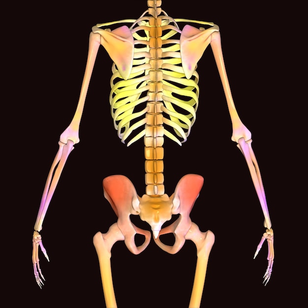 Human Skeleton Anatomy For medical concept 3D Illustration