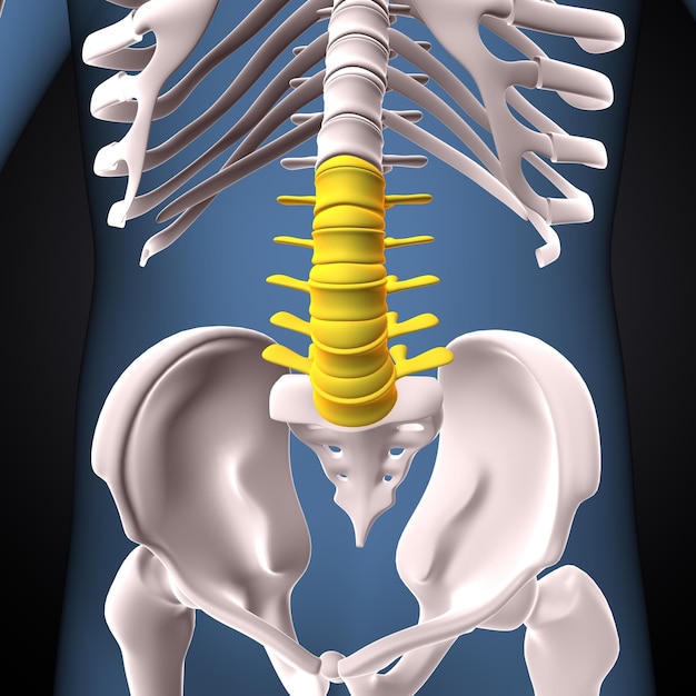 Human skeleton cervical curve vertebrae anatomy 3d illustration