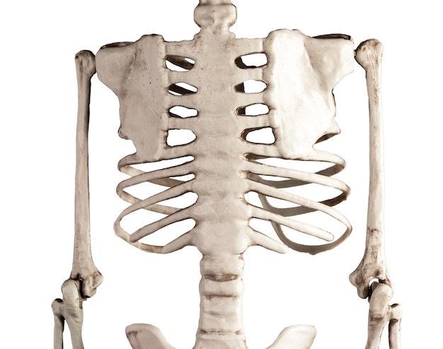 Human skeleton chest bones isolated on white background Back view Rib cage spine scapula Skeletal system anatomy body structure science medicine concept