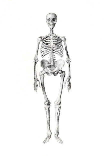 Human Skeleton drawing isolated on white background in high resolution Anterior View Skeleton draw