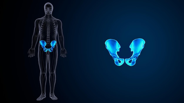 Фото Человеческий скелет бедра или тазовой кости анатомия 3d иллюстрация