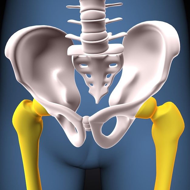 Foto scheletro umano anatomia delle ossa del ginocchio e delle gambe