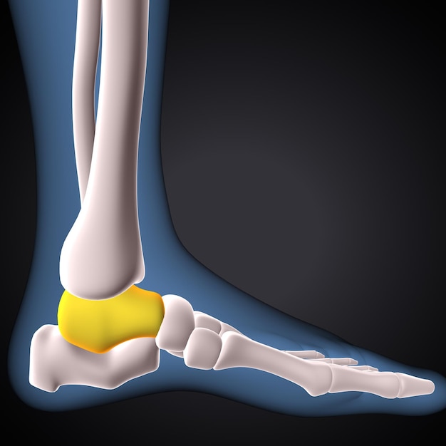 human skeleton knee boneleg bones anatomy