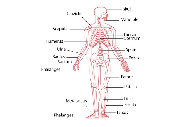 Photo human skeleton kneefemur and carpals anatomy system 3d illustration