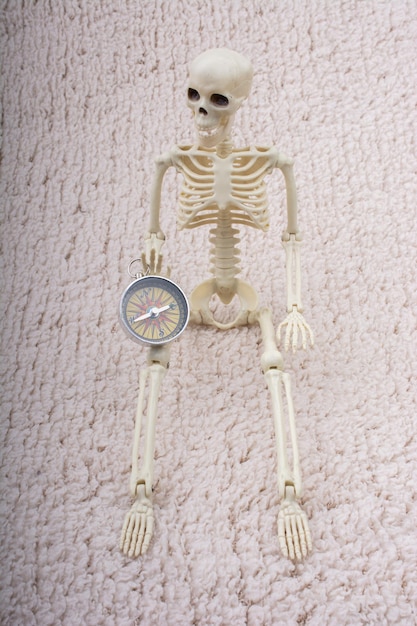 医学解剖学のためにポーズをとる人間の骨格モデル