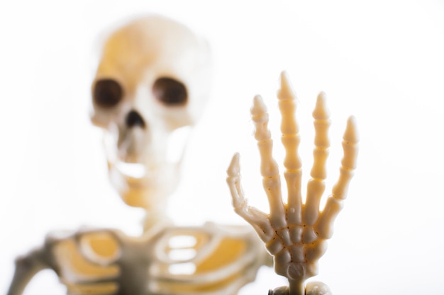 Human skeleton model posing for medical anatomy science