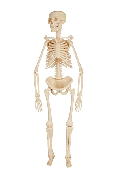 写真 白い背景の上の人間の骨格