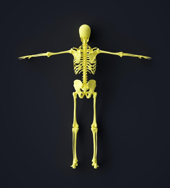 Human Skeleton Rear view 3d render