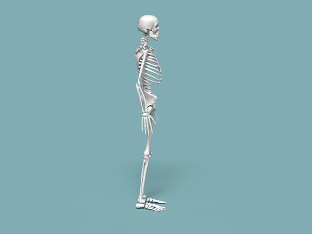 The human skeleton Side view Anatomy Vector illustration isolated on a white background