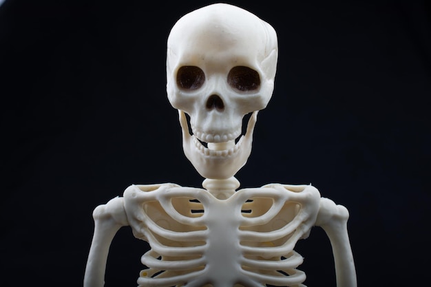 Human skeleton skull model posing for medical anatomy science