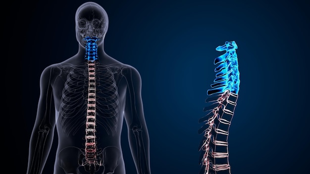 人間の骨格の脊椎解剖学 3Dイラスト