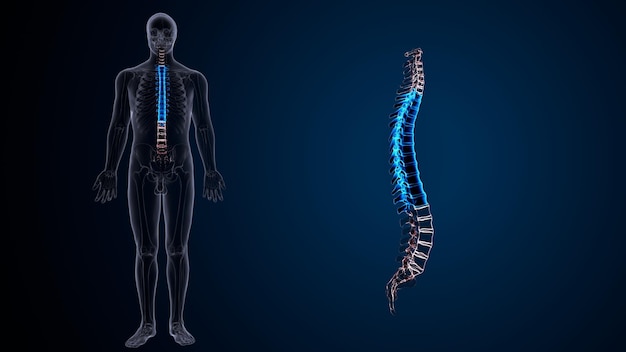 human skeleton spine anatomy 3d illustration