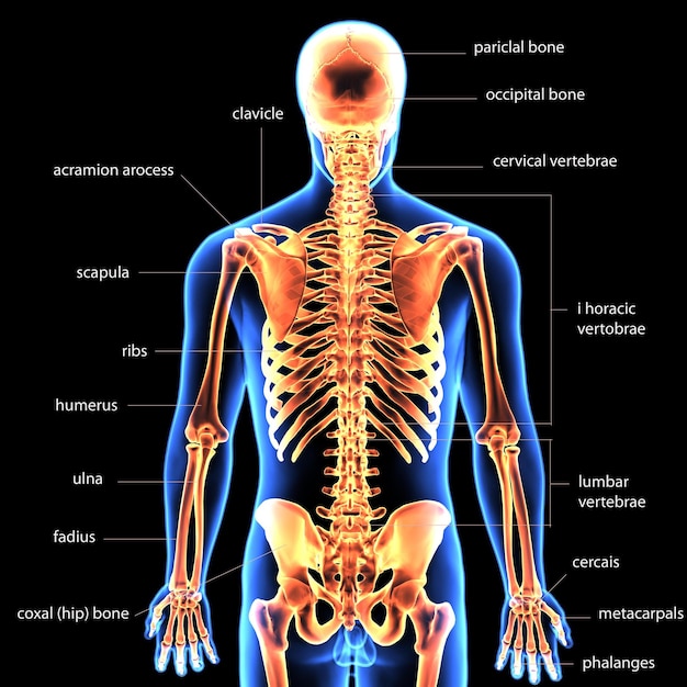 写真 人間の骨格 脊椎 膝 足首 足首 アナトミックシステム 3dイラスト