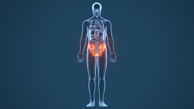 human skeleton spineribskneefemur and carpals anatomy system 3d illustration