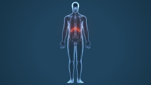 human skeleton spineribskneefemur and carpals anatomy system 3d illustration