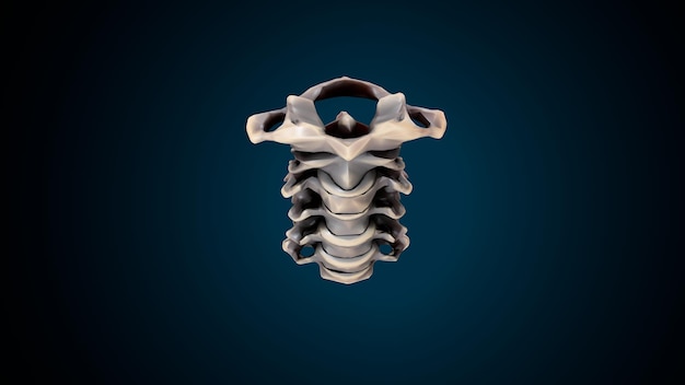 human skeleton spineribskneefemur and carpals anatomy system 3d illustration