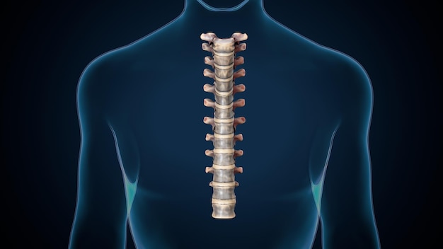 Foto scheletro umano spineribskneefemur e carpi sistema anatomico illustrazione 3d