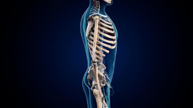 Photo human skeleton spineribskneefemur and carpals anatomy system 3d illustration