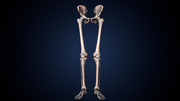 Photo human skeleton spineribskneefemur and carpals anatomy system 3d illustration