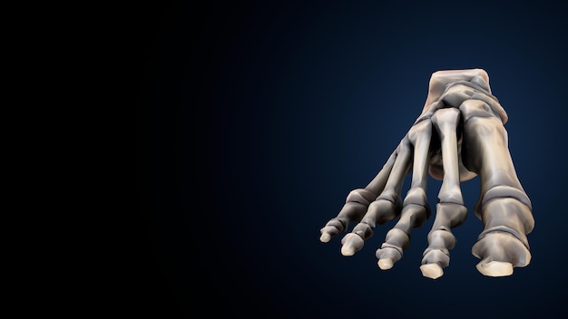 Foto scheletro umano spineribskneefemur e carpi sistema anatomico illustrazione 3d