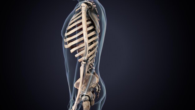 Photo human skeleton spineribskneefemur and carpals anatomy system 3d illustration