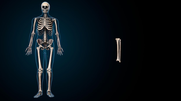 Photo human skeleton spineribskneefemur and carpals anatomy system 3d illustration