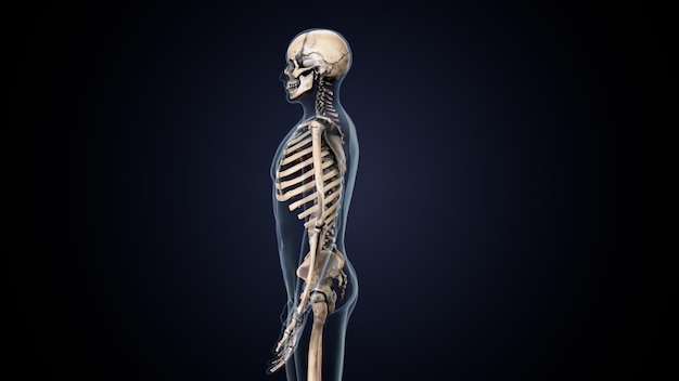 Photo human skeleton spineribskneefemur and carpals anatomy system 3d illustration