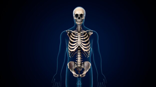 Photo human skeleton spineribskneefemur and carpals anatomy system 3d illustration